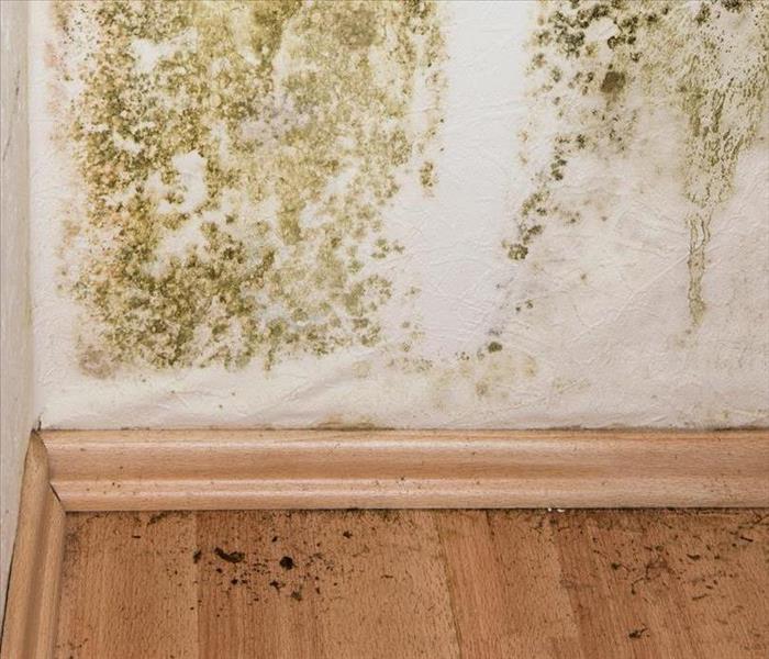 Mold before and after photo